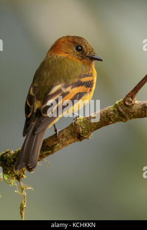 Moucherolle cannelle (Pyrrhomyias cinnamomea) perché sur une branche dans les montagnes de Colombie, en Amérique du Sud. Banque D'Images