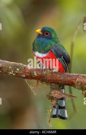 Trogon Trogon collaris (collier) perché sur une branche dans les montagnes de Colombie, en Amérique du Sud. Banque D'Images