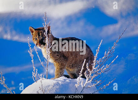 USA. Le Montana. La faune. Mountain Lion. Banque D'Images