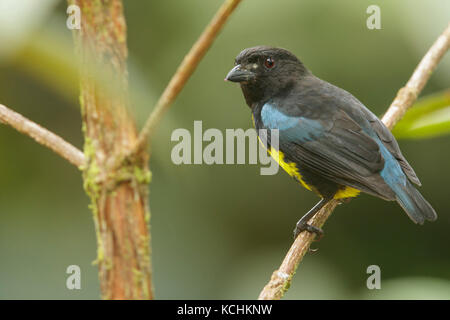 Noir et d'Or (Tangara Bangsia melanochlamys) perché sur une branche dans les montagnes de Colombie, en Amérique du Sud. Banque D'Images