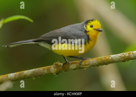 À la façade d'or Whitestart (Myioborus ornatus) perché sur une branche dans les montagnes de Colombie, en Amérique du Sud. Banque D'Images