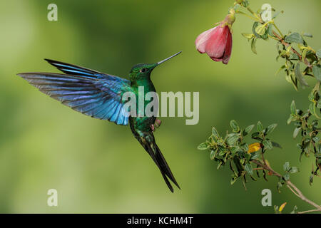 Saphirewing Pterophanes cyanopterus Great (vol) et l'alimentation à une fleur dans les montagnes de Colombie, en Amérique du Sud. Banque D'Images