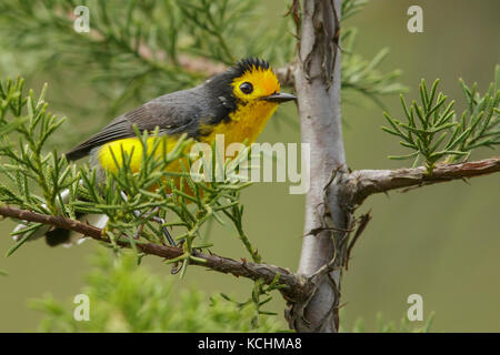 À la façade d'or Whitestart (Myioborus ornatus) perché sur une branche dans les montagnes de Colombie, en Amérique du Sud. Banque D'Images