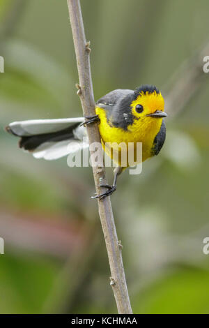 À la façade d'or Whitestart (Myioborus ornatus) perché sur une branche dans les montagnes de Colombie, en Amérique du Sud. Banque D'Images