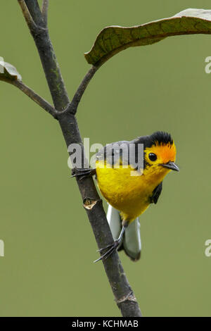 À la façade d'or Whitestart (Myioborus ornatus) perché sur une branche dans les montagnes de Colombie, en Amérique du Sud. Banque D'Images