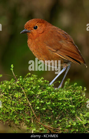 Grallaire (Grallaria rufula roux) perché sur une branche dans les montagnes de Colombie, en Amérique du Sud. Banque D'Images