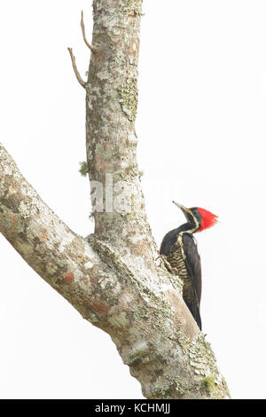 Crimson-crested Woodpecker (Campephilus) perché sur une branche dans les montagnes de Colombie, en Amérique du Sud