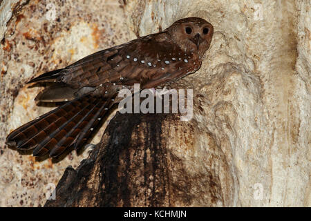 Oilbird (Steatornis caripensis) perché dans une grotte dans les montagnes de Colombie, en Amérique du Sud. Banque D'Images