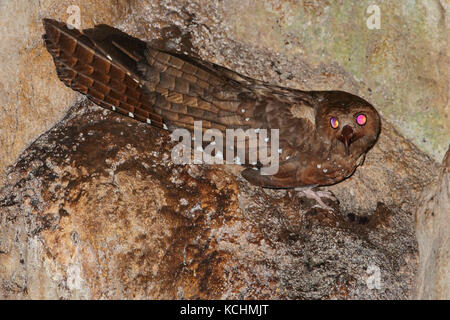 Oilbird (Steatornis caripensis) perché dans une grotte dans les montagnes de Colombie, en Amérique du Sud. Banque D'Images