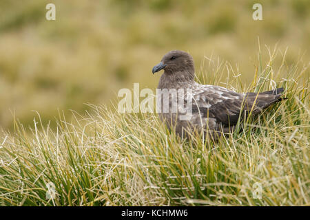 Labbe parasite (Stercorarius antarcticus marron) perché sur tussock grass sur l'île de Géorgie du Sud. Banque D'Images