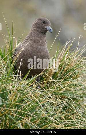 Labbe parasite (Stercorarius antarcticus marron) perché sur tussock grass sur l'île de Géorgie du Sud. Banque D'Images