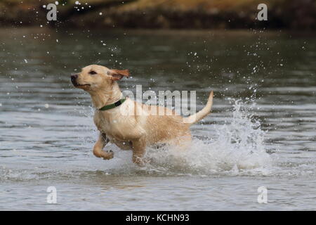 Labrador, chiot exécutant à travers l'eau Banque D'Images