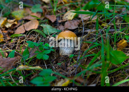 La nature. champignon comestible boletus pousse dans la mousse de la forêt. Banque D'Images