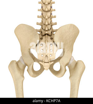Zone pelvienne anatomie , backside, en 3D render Banque D'Images
