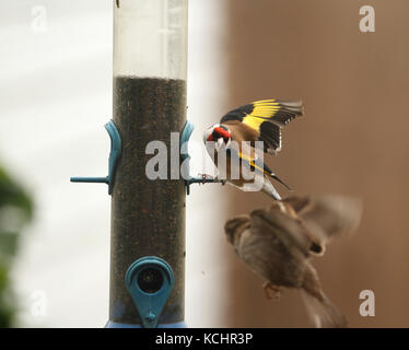 Goldfinch Carduelis carduelis sur un convoyeur d'obtenir les graines de niger proprietal comme un moineau domestique est sur le point de le rejoindre sur le Cardueli feedeer nom : Chardonneret Banque D'Images