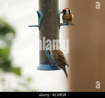 Moineau domestique Passer domesticus femelle et un chardonneret Carduelis carduelis sur un convoyeur les graines de niger Nom : Moineau domestique Passer domesticus et un G Banque D'Images