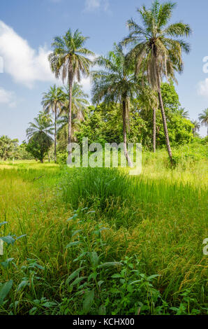 Paysage avec de l'herbe verte luxuriante et des palmiers dans l'intérieur de l'Afrique de l'ouest, gamiba Banque D'Images