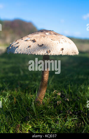 Pays-Bas, Zélande, champignons parasol (lat. Macrolepiota procera) au parc naturel Oranjezon près de Vrouwenpolder sur la péninsule de Walcheren Niederl Banque D'Images