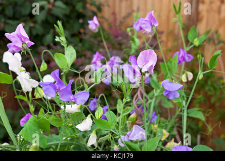 Gros plan de pois doux pourpres Lathyrus odoratus fleurs fleuries dans le jardin en été Angleterre Royaume-Uni Grande-Bretagne Banque D'Images