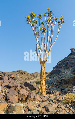 Belle quiver tree exotiques dans les zones arides et rocheux paysage namibien, Namibie, Afrique du Sud Banque D'Images