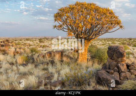 Belle quiver tree exotiques dans les zones arides et rocheux paysage namibien, Namibie, Afrique du Sud Banque D'Images