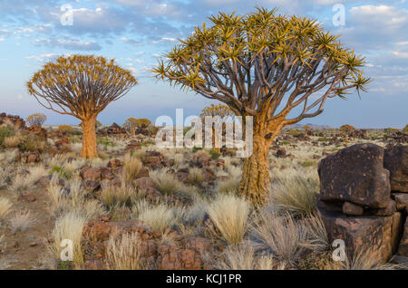 Belle quiver tree exotiques dans les zones arides et rocheux paysage namibien, Namibie, Afrique du Sud Banque D'Images