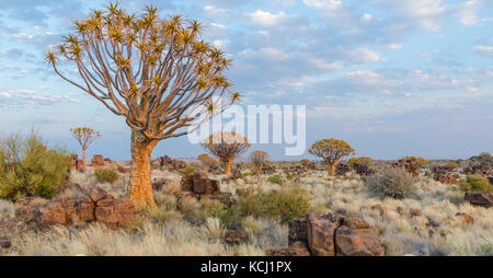 Belle quiver tree exotiques dans les zones arides et rocheux paysage namibien, Namibie, Afrique du Sud Banque D'Images