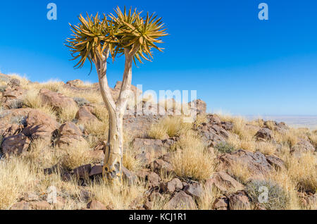 Belle quiver tree exotiques dans les zones arides et rocheux paysage namibien, Namibie, Afrique du Sud Banque D'Images