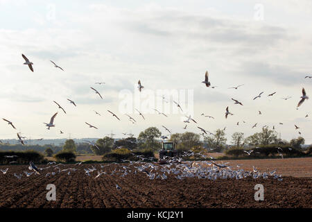 Campagne red kites et les goélands suivre le tracteur cultiver la terre Banque D'Images