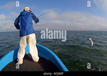 Pêche Les pêcheurs pour le saut sur le tarpon juvénile appartements et les rivières près de Campeche au Mexique Banque D'Images