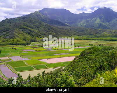 Avis de taro rizières dans la vallée d'hanalei, près de Princeville, Kauai, Hawaii, États-Unis. Banque D'Images