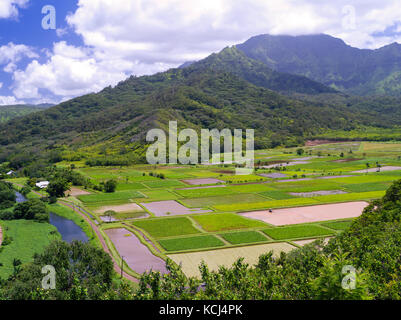 Avis de taro rizières dans la vallée d'hanalei, près de Princeville, Kauai, Hawaii, États-Unis. Banque D'Images