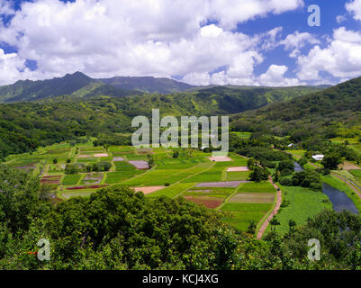 Avis de taro rizières dans la vallée d'hanalei, près de Princeville, Kauai, Hawaii, États-Unis. Banque D'Images