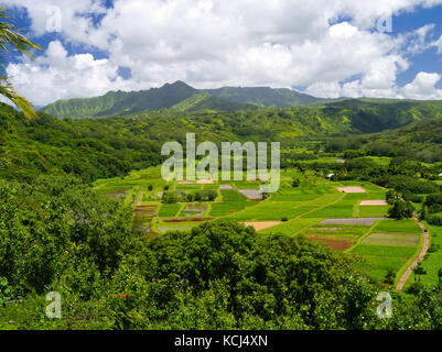 Avis de taro rizières dans la vallée d'hanalei, près de Princeville, Kauai, Hawaii, États-Unis. Banque D'Images