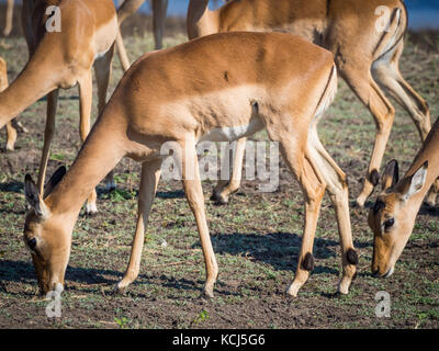 Groupe d'antilopes Impala et le pâturage d'alimentation en face de la rivière Chobe, chobe national park, botswana, Africa Banque D'Images