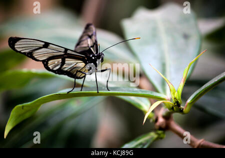 Papillon noir dans la forêt tropicale équatorienne Banque D'Images