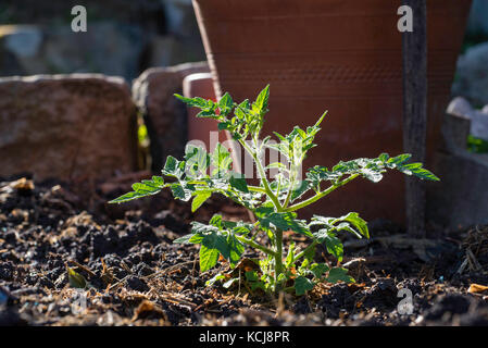Un jeune en croissance à un bush tomate potager dans une arrière-cour de Sydney Banque D'Images