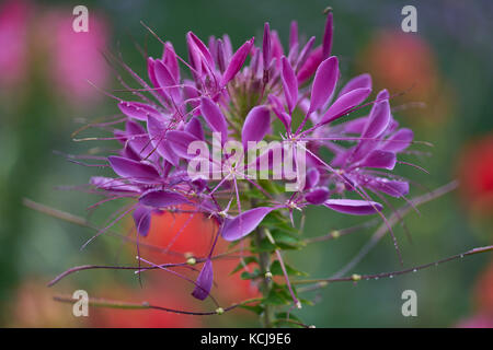 Cleome serrulata (syn. Peritoma serrulata), communément connu sous le nom de Beeplant/Beeweed des montagnes Rocheuses, Clover-piquer,[1] fleur d'araignée d'abeille,[2] mouffette,[3 Banque D'Images