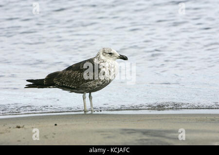 Gull Larus dominicanus Kelp mineur sur l'île de Stewart beach Nouvelle Zélande Banque D'Images