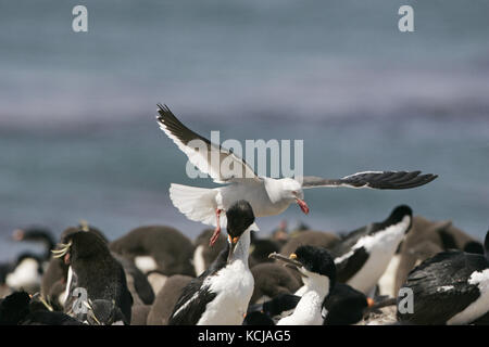 Dolphin gull Leucophaeus scoresbii adulte en vol au dessus de colonie de shag Leucocarbo atriceps Impériale Iles Falkland Banque D'Images