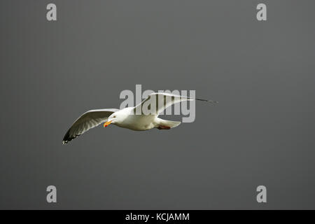 Goéland argenté Larus argentatus des profils en vol sur le Loch na Keal Isle of Mull Argyll et Bute Isle of Mull Ecosse UK Banque D'Images