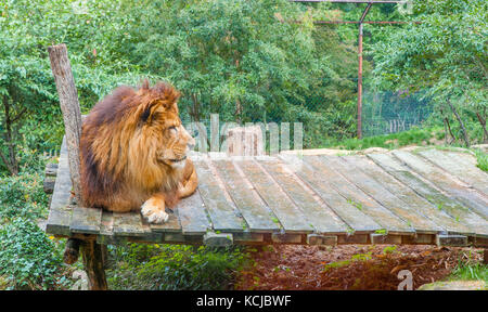 Un lion couché dans un zoo Banque D'Images