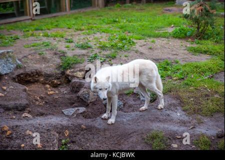 Wild, blanc wolfes manger leur nourriture pendant l'heure des repas dans un zoo Banque D'Images