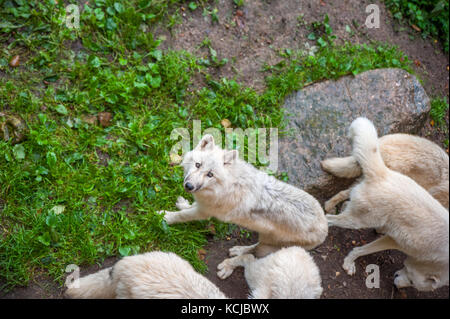 Wild, blanc wolfes manger leur nourriture pendant l'heure des repas dans un zoo Banque D'Images