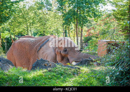 Un éléphant mange de l'herbe pendant l'temps d'alimentation dans un zoo Banque D'Images