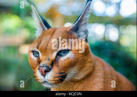 Portrait d'un caracal sauvages Banque D'Images