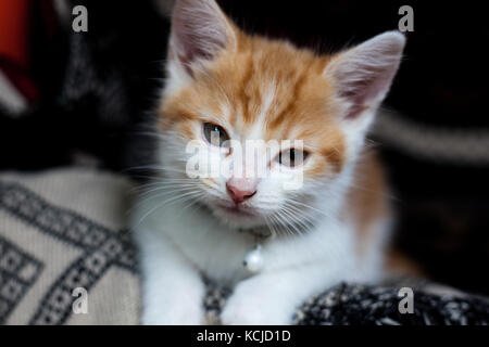 Photo gros plan d'une cuite ginger kitten Banque D'Images