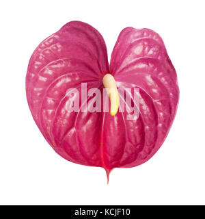 Magenta terne fleur anthurium isolé sur fond blanc Banque D'Images