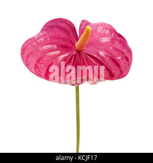 Magenta terne fleur anthurium isolé sur fond blanc Banque D'Images