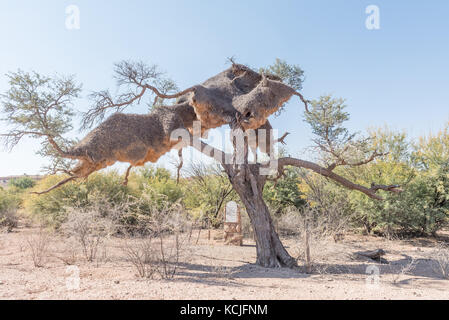 Gochas, Namibie - juillet 5, 2017 : tombes de soldats allemands tombés sous un chameau-Thorn Tree avec un grand sociable weaver bird nest sur le c15-road south Banque D'Images